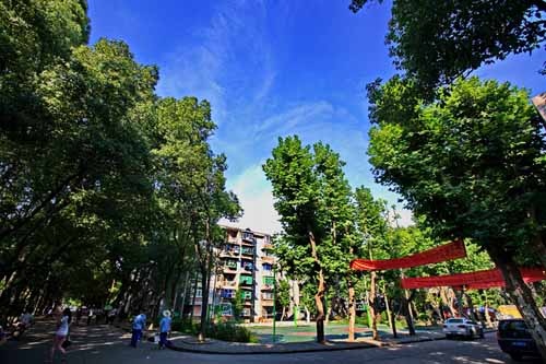 湖北大學校園林蔭大道